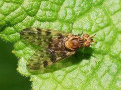 Austroleptis rhyphoides