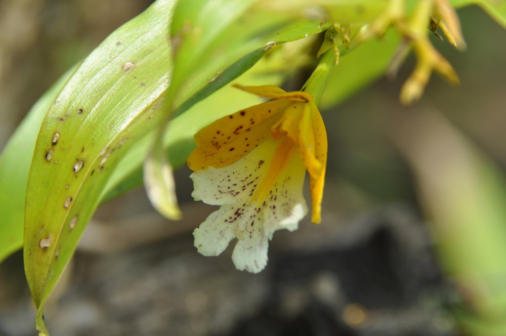 Epidendrum wallisii