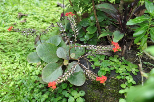 Kalanchoe blossfeldiana