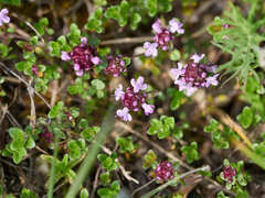 Thymus praecox