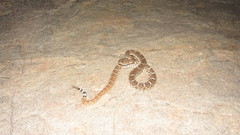 Crotalus ruber ruber