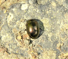 Chrysolina oricalcia