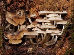 Mycena tuvara