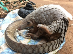 Phataginus tricuspis