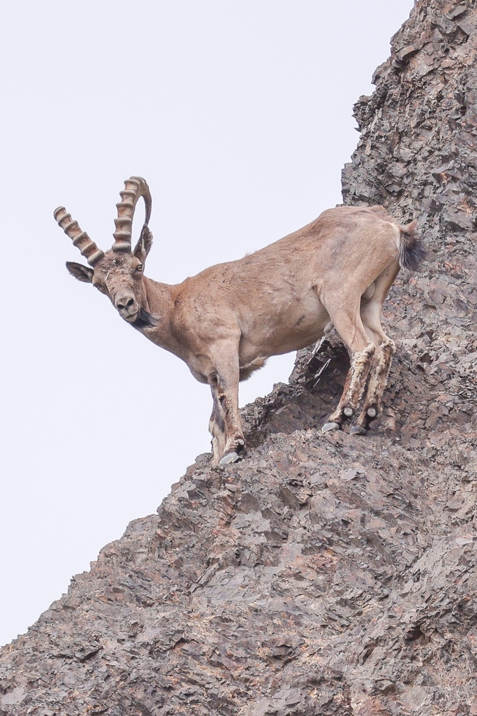 Siberian Ibex