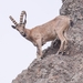 Siberian Ibex - Photo (c) Łukasz, some rights reserved (CC BY-NC), uploaded by Łukasz