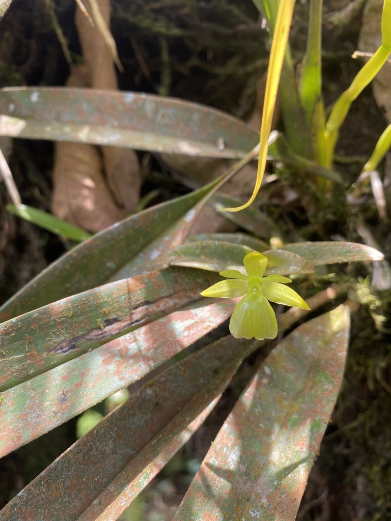 Epidendrum williamsii Dodson 2