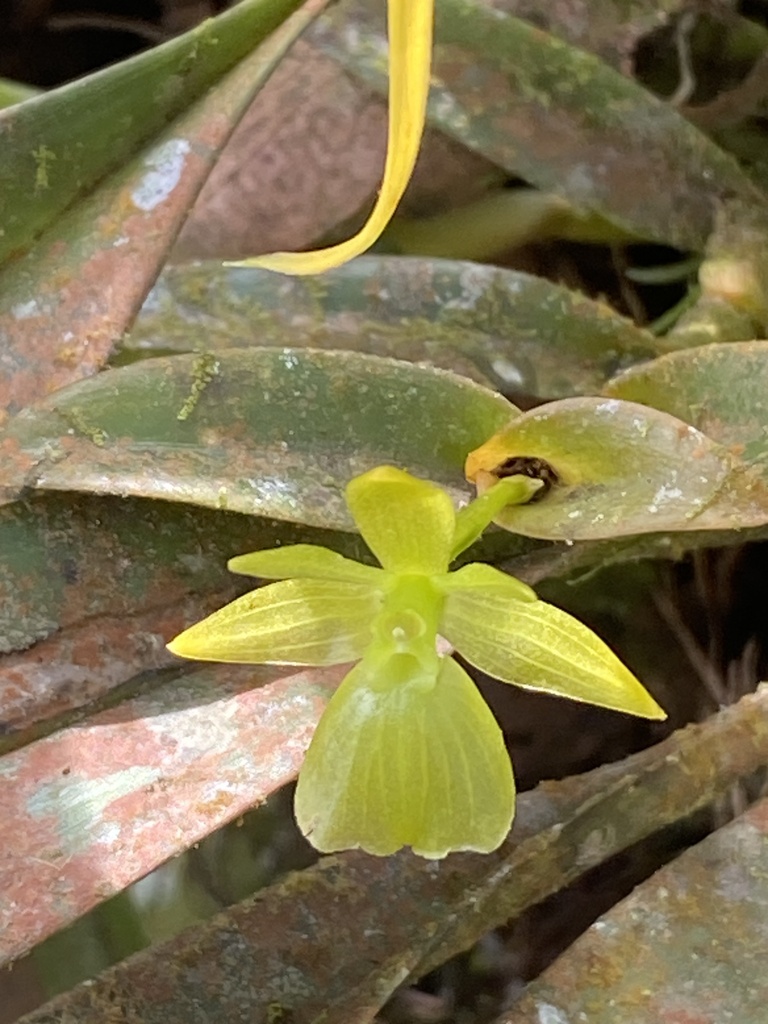 Epidendrum williamsii Dodson 3