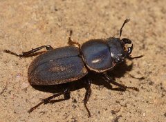 Lissotes rodwayi