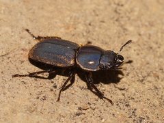 Lissotes rodwayi