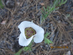 Calochortus ambiguus