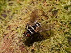 Trigonospila cingulata