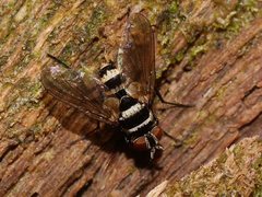 Trigonospila cingulata