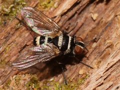 Trigonospila cingulata