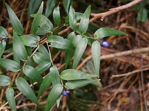 Turquoise Berry Turquoise Berry | Native Nature