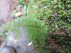 Hymenophyllum flexuosum