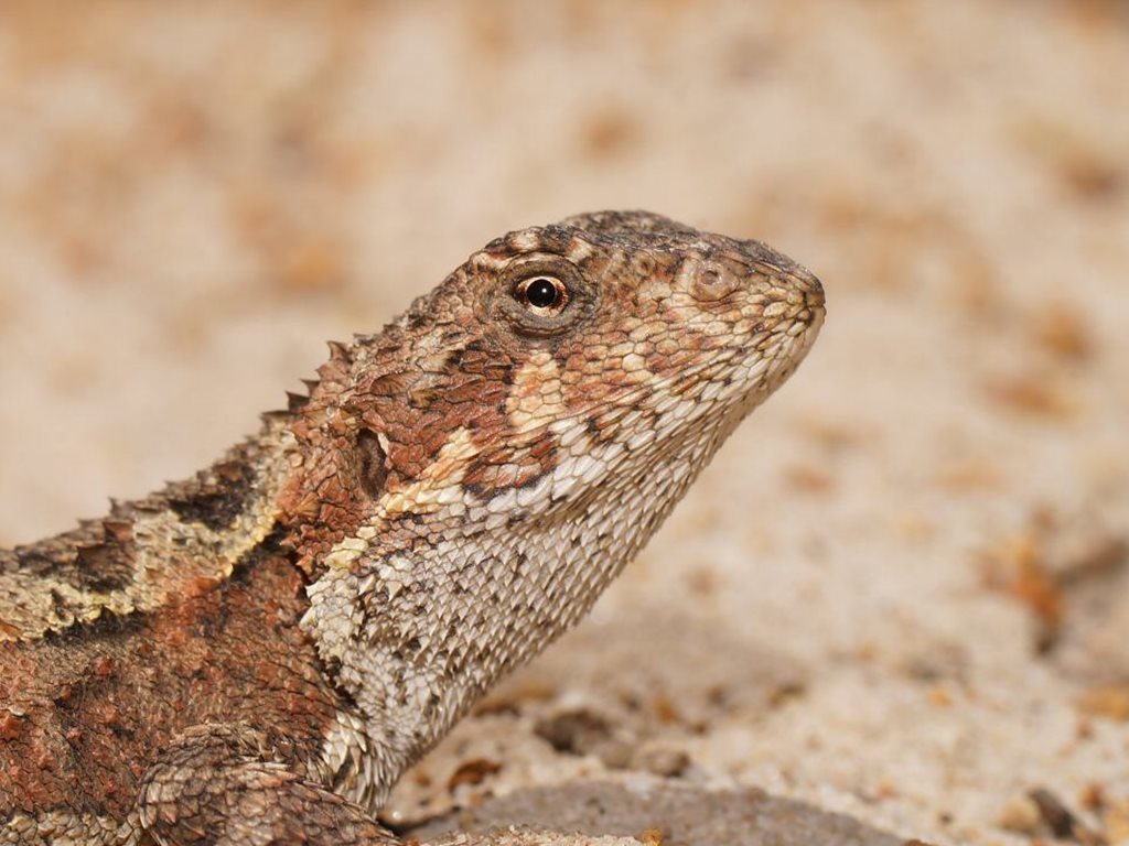 Mountain Dragon