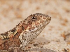 Mountain Dragon photo 1