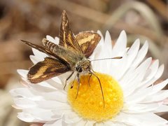 Taractrocera papyria papyria