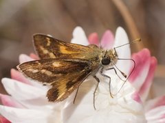 Taractrocera papyria papyria