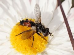 Cylindromyia bimacula