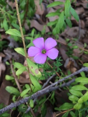 Oxalis bifida