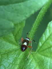 Closterotomus biclavatus