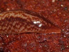 Australopacifica mortoni