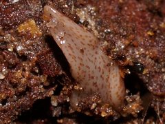Australopacifica mortoni