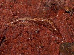 Australopacifica mortoni