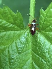 Closterotomus biclavatus