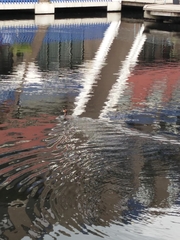 Podiceps cristatus