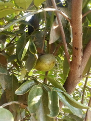 Diospyros nigra