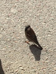 Passer domesticus