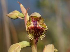 Calochilus herbaceus