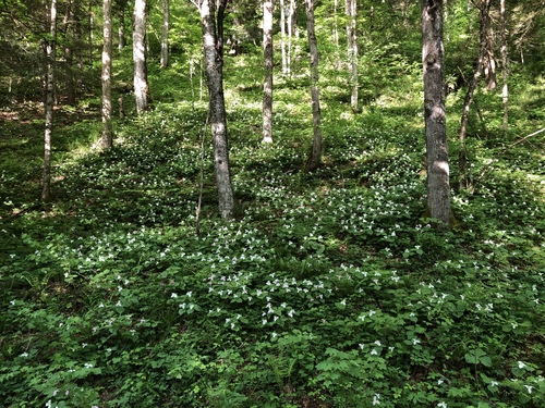 Trillium grandiflorum