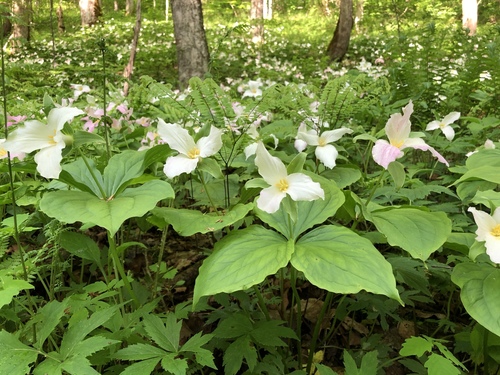 Trillium grandiflorum