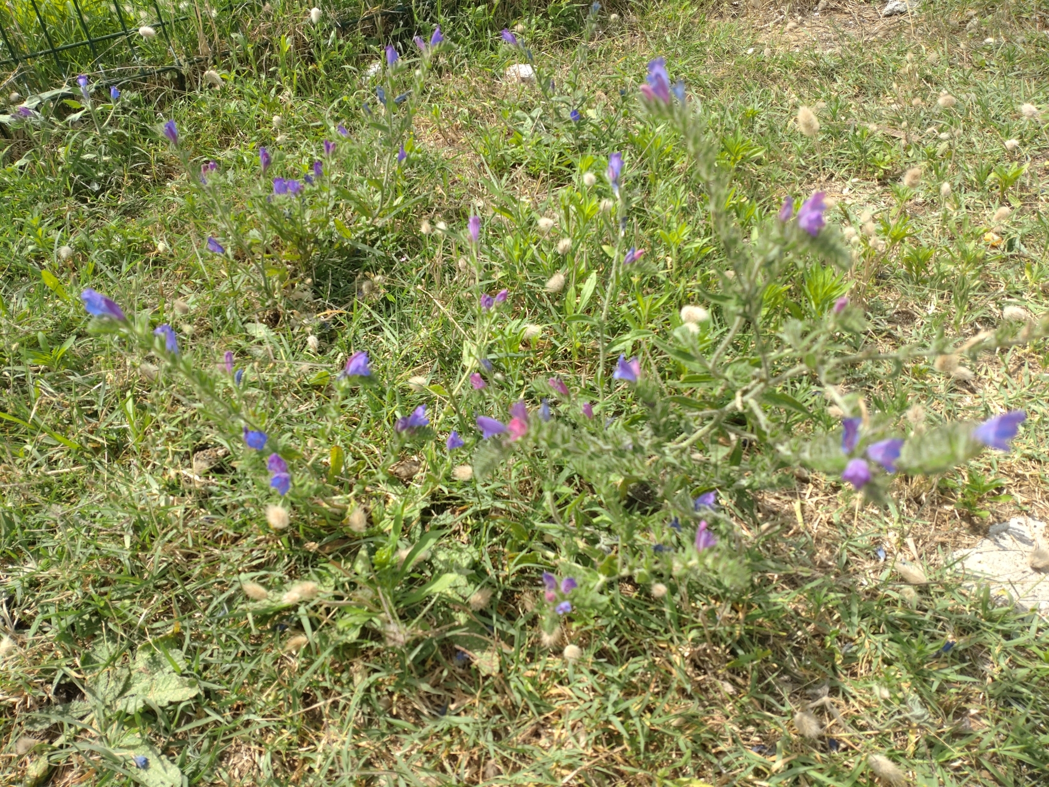 Echium vulgare pustulatum