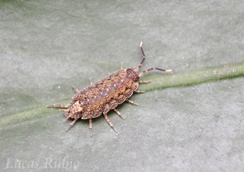 Dubioniscidae