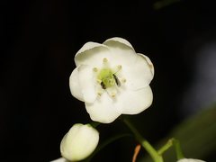 Anopterus glandulosus