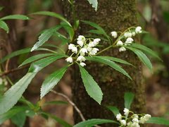 Anopterus glandulosus