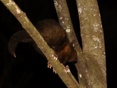 Trichosurus vulpecula fuliginosus
