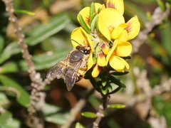 Trichocolletes serotinus