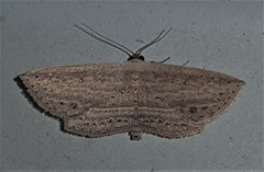 Hyposada hydrocampata