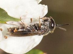 Lasioglossum sphecodoides