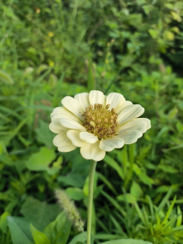 Elegant Zinnia
