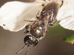 Lasioglossum sphecodoides