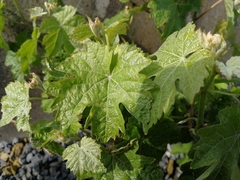 Vitis girdiana