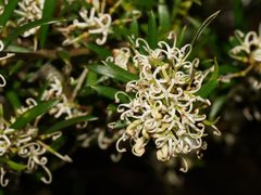 Grevillea australis
