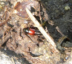 Tachinus rufipennis